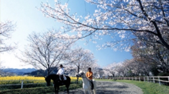 乗馬体験(綾馬事公苑)イメージ